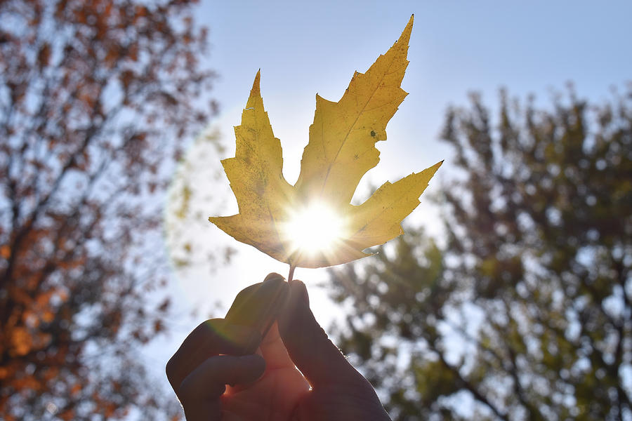 Sunlight Through Leaf Photograph