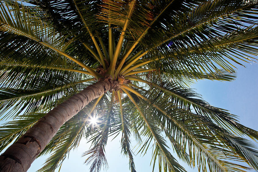 Sunlight Through Palm Tree Photograph by Ephraim Muller Photography Www.ephraimmullerphotography.com