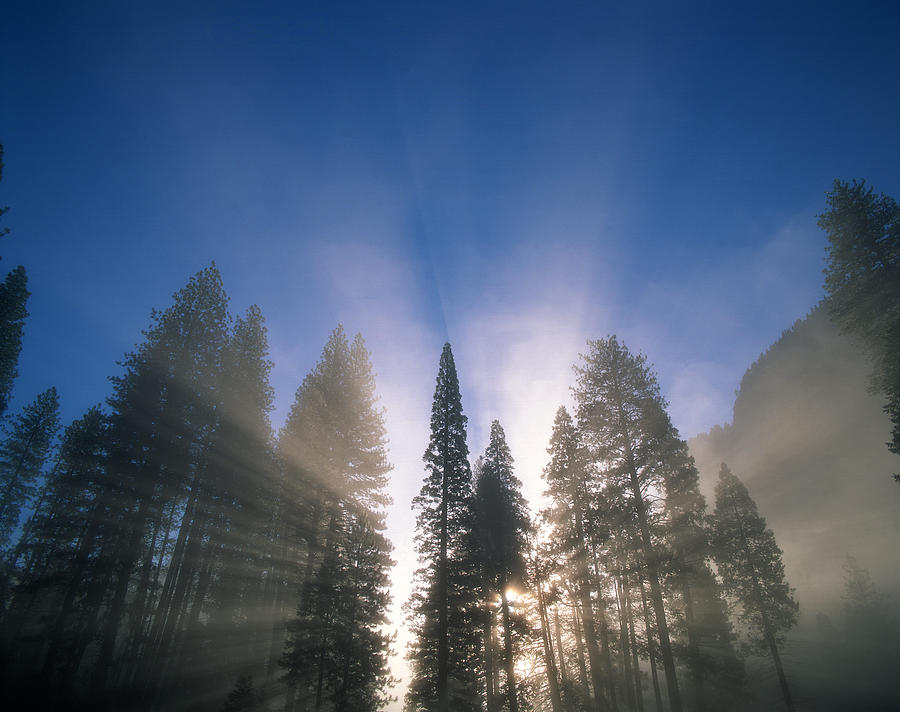 Sunlight Through Pine Forest Photograph by Adam Jones