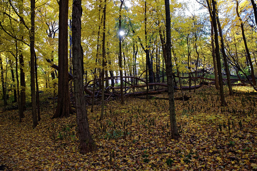 Sunlight through the leaves by Peter Ponzio Sunlight through the leaves by Peter Ponzio