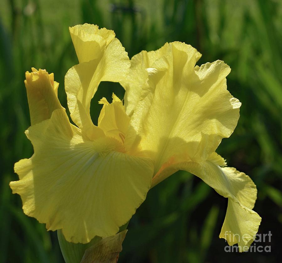 Sunlight Through The Petals Of A Bearded Iris Photograph