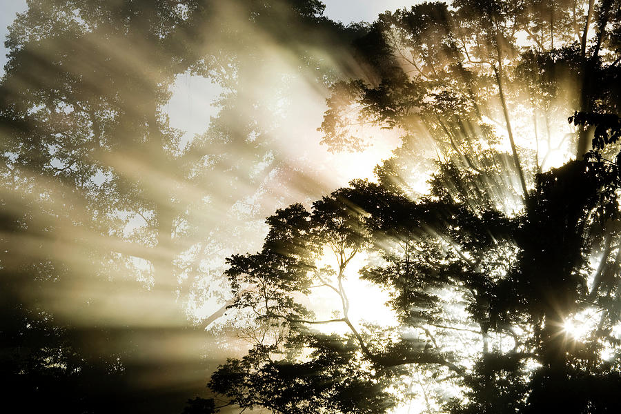 Sunlight Through The Rainforest Canopy Photograph by Sebastian Kennerknecht