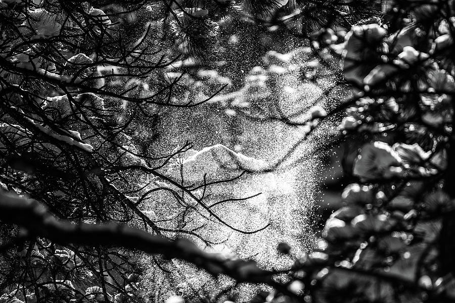 Sunlight through the Snow Photograph by Gary Kochel