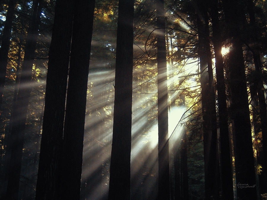 Nature Photograph - Sunlight Through The Woods II by Laura Marshall