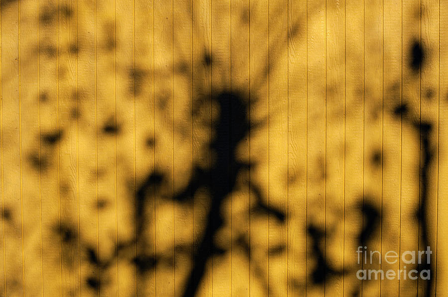 Sunlight Through Tree  Photograph by Jim Corwin