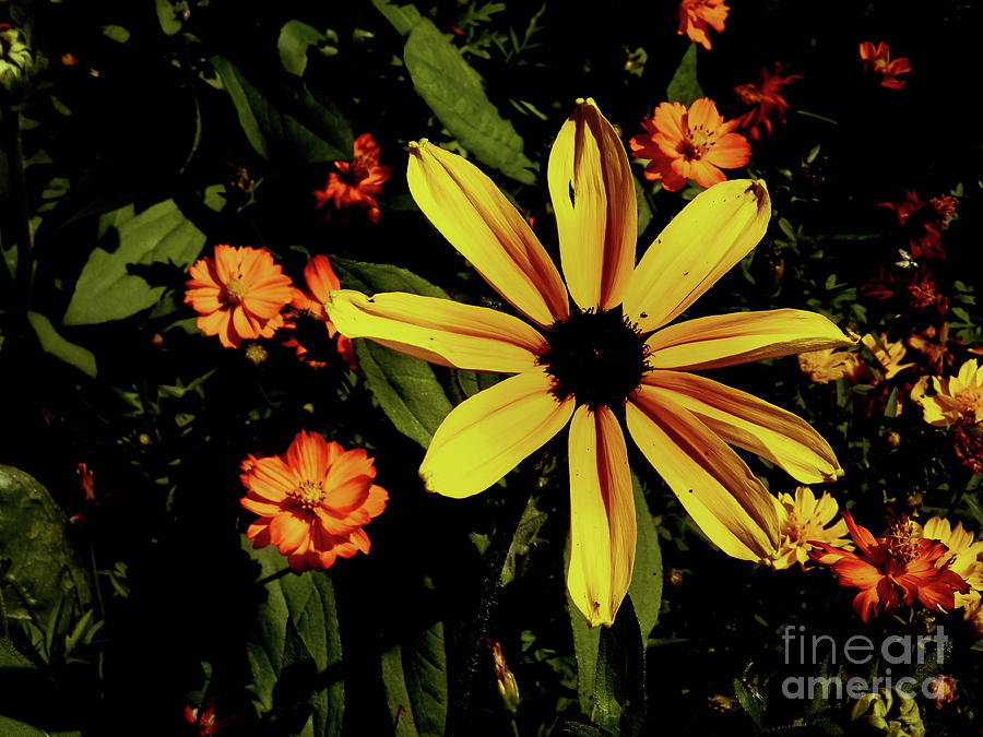 Flower Photograph - Sunlit Black-Eyed Susan by Gina Matarazzo Flower Photograph - Sunlit Black-Eyed Susan by Gina Matarazzo
