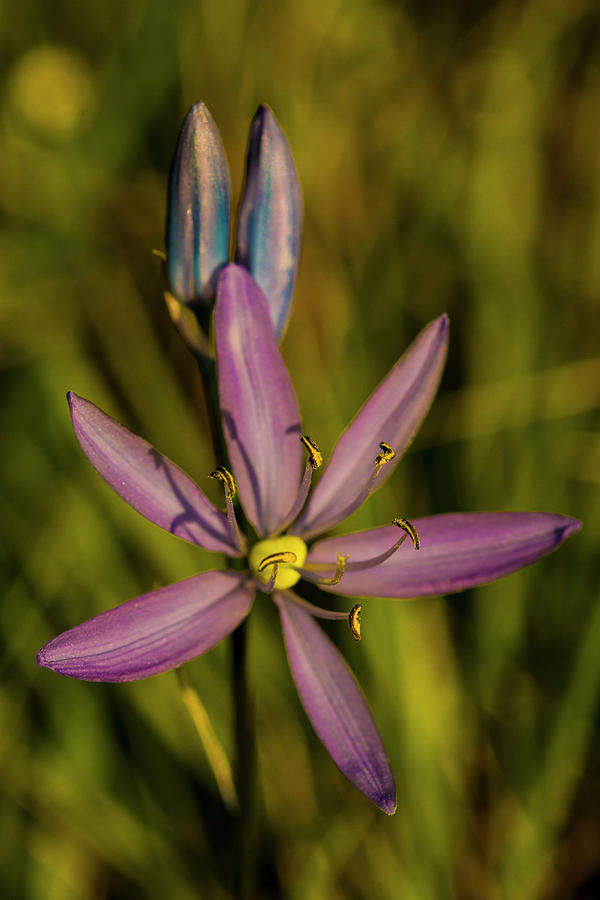 Spring Photograph - Sunlit Camas Lily by Doug Scrima