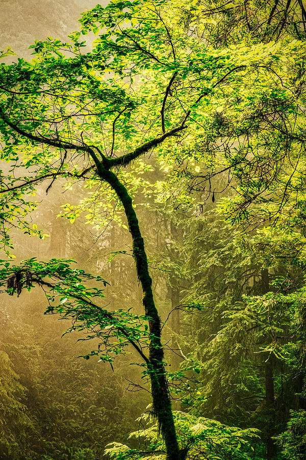 Sunlit Foggy Forest Photograph by Stuart Litoff