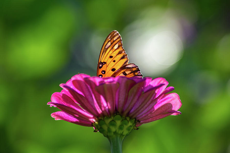 Butterfly Photograph - Sunlit Fritillary on Zinnia by Mary Ann Artz