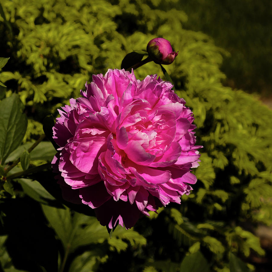 Sunlit Garden Photograph by Denise Harty - Fine Art America