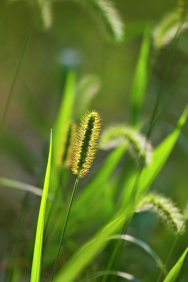 Sunlit Grass Photograph by Christina Rollo