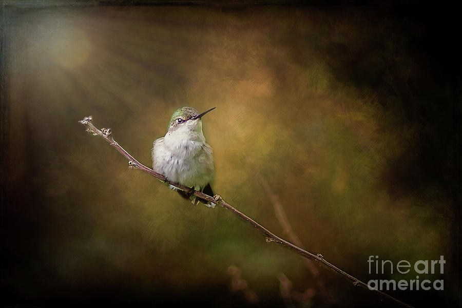 Sunlit Hummingbird Photograph by Kathy Sherbert