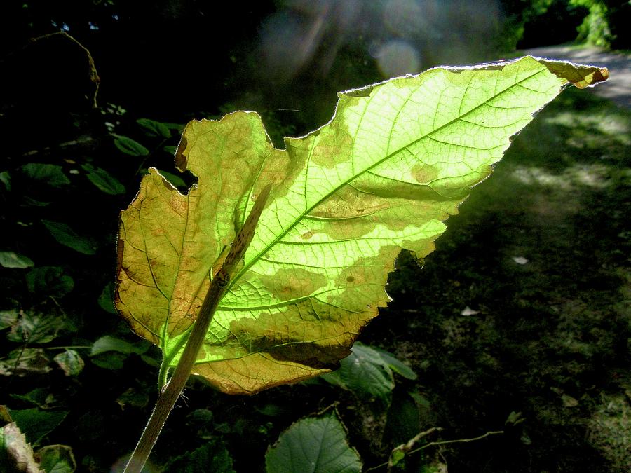 Sunlit Leaf Photograph by Stephanie Moore