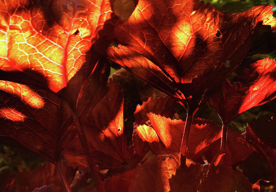 Sunlit Leaves Photograph by Jeff Townsend