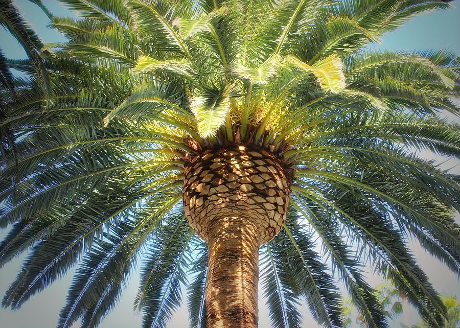 Sunlit Palm Photograph by Mary Pille - Fine Art America