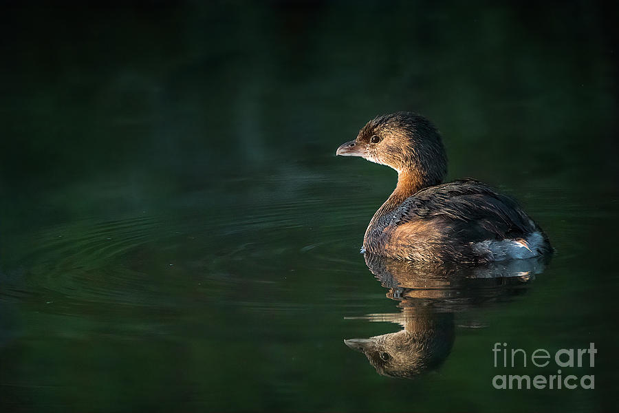 Sunlit Pied-billed Grebe Photograph by Priscilla Burgers