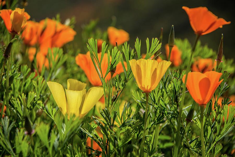Sunlit Poppies in Walker Canyon Photograph by Lynn Bauer