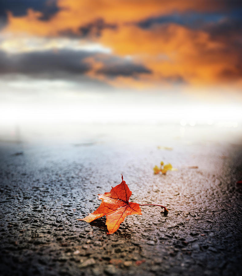 Sunlit Rain Wet Autumn Leaf On Asphalt Photograph by Olaser