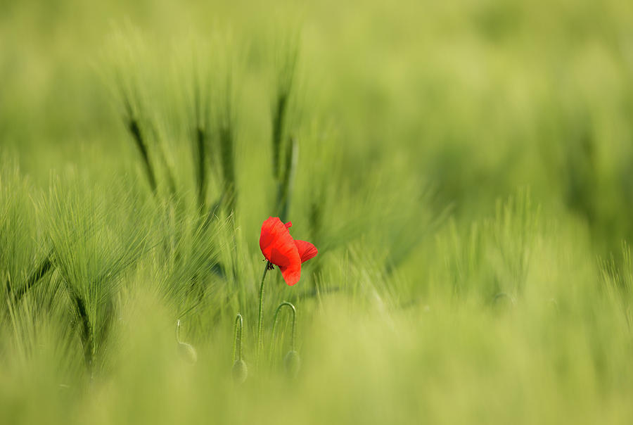 Sunlit Red Wild Poppy by Vlad Sokolovsky Sunlit Red Wild Poppy by Vlad Sokolovsky