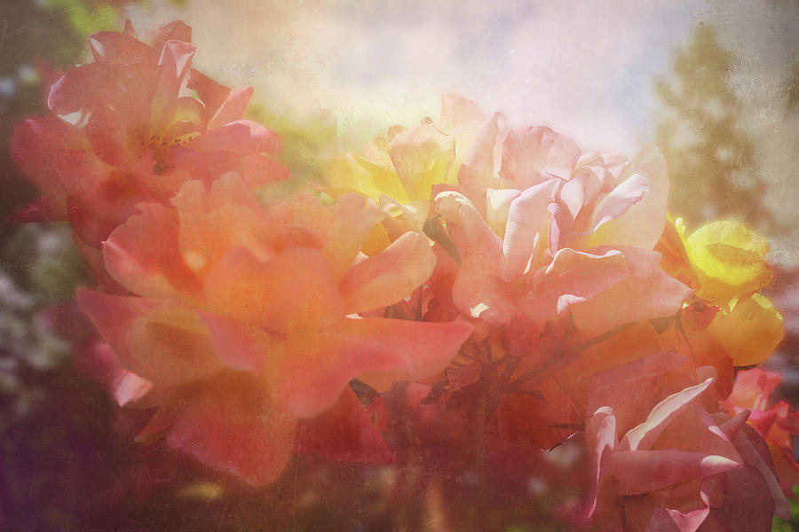 Sunlit Roses Digital Art by Sherrie Triest