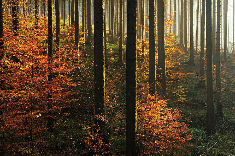 Sunlit Spruce Tree Forest In Autumn Photograph by Avtg