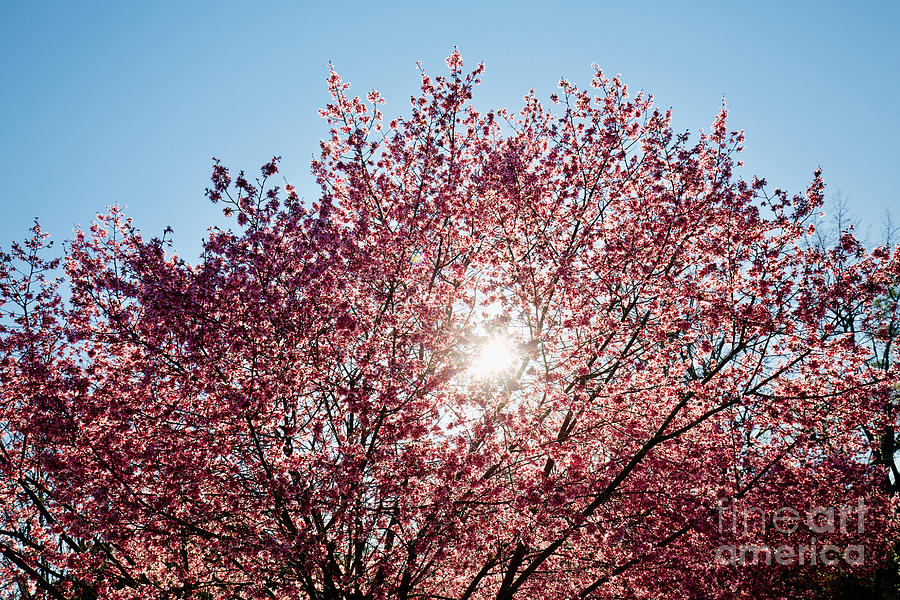 Sunlit Tree Photograph by Lara Morrison