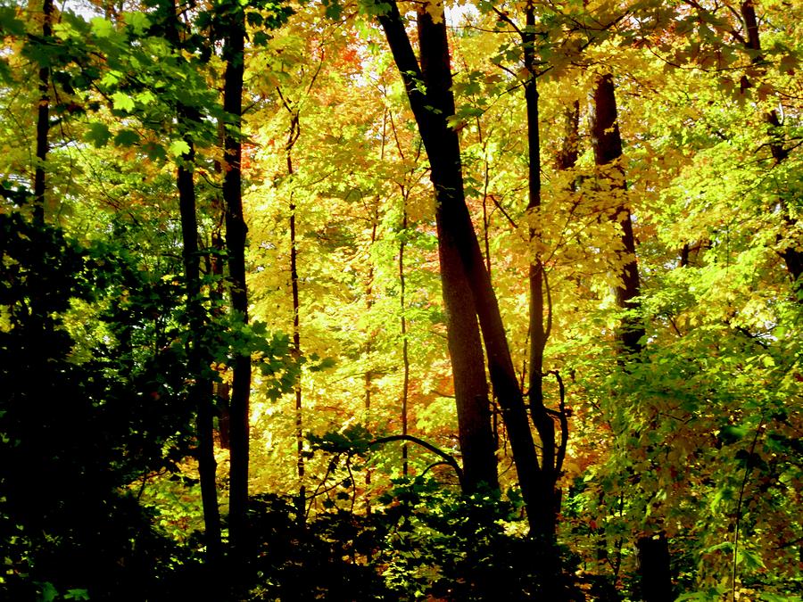 Sunlit Trees by Stephanie Moore Sunlit Trees by Stephanie Moore