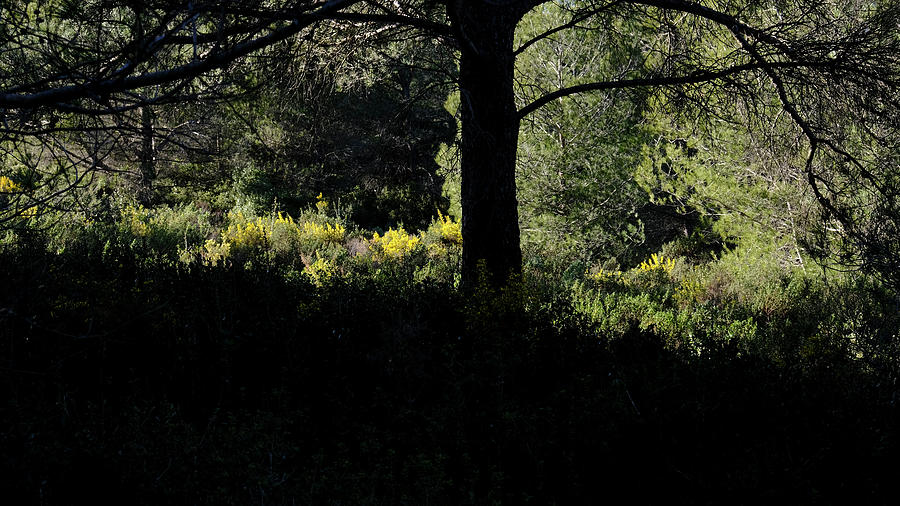 Sunlit Yellow Fringe by August Timmermans Sunlit Yellow Fringe by August Timmermans