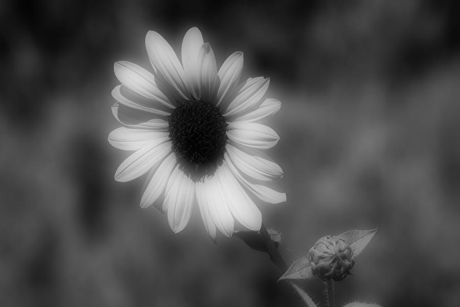Sunflower In B And W Photograph