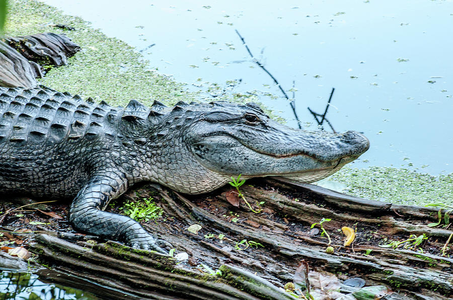 Alligator Photograph - Sunning Alligator by Norman Johnson