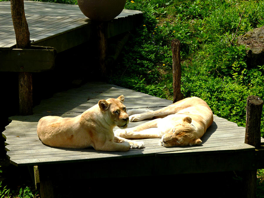 Sunning on the Deck Photograph by Mike McBrayer