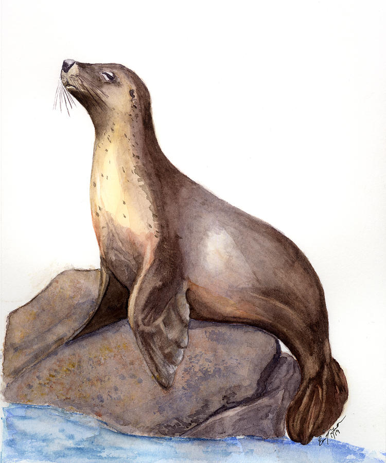 Sea Lion Photo Drawing - Drawing Skill