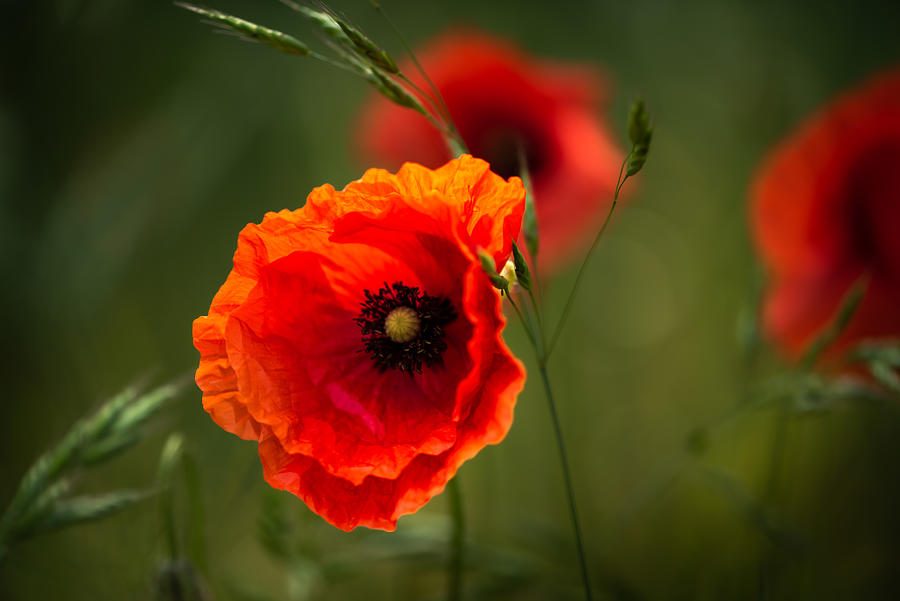 Sunny Photograph by Andy Dauer - Fine Art America