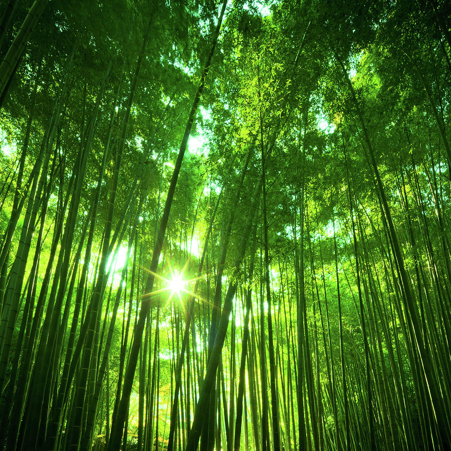 Sunny Bamboo Forest Photograph by Nikada