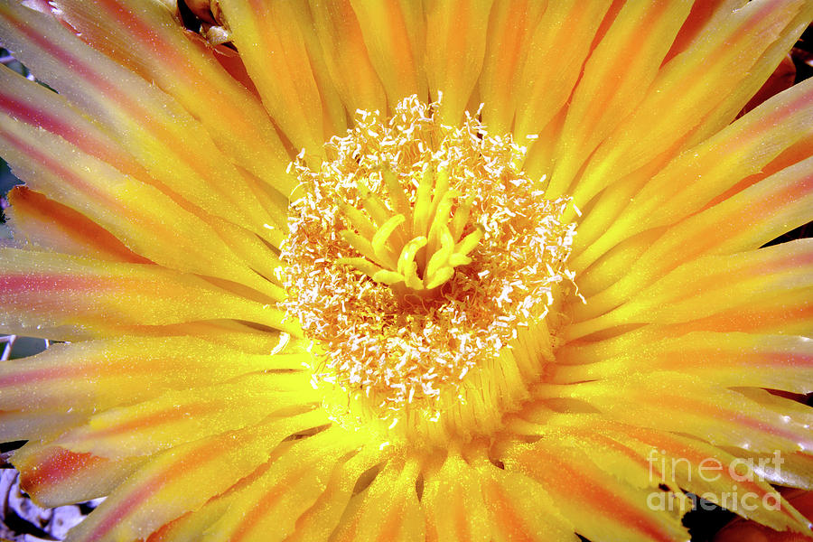 Sunny Barrel Cactus Flower Photograph by Douglas Taylor