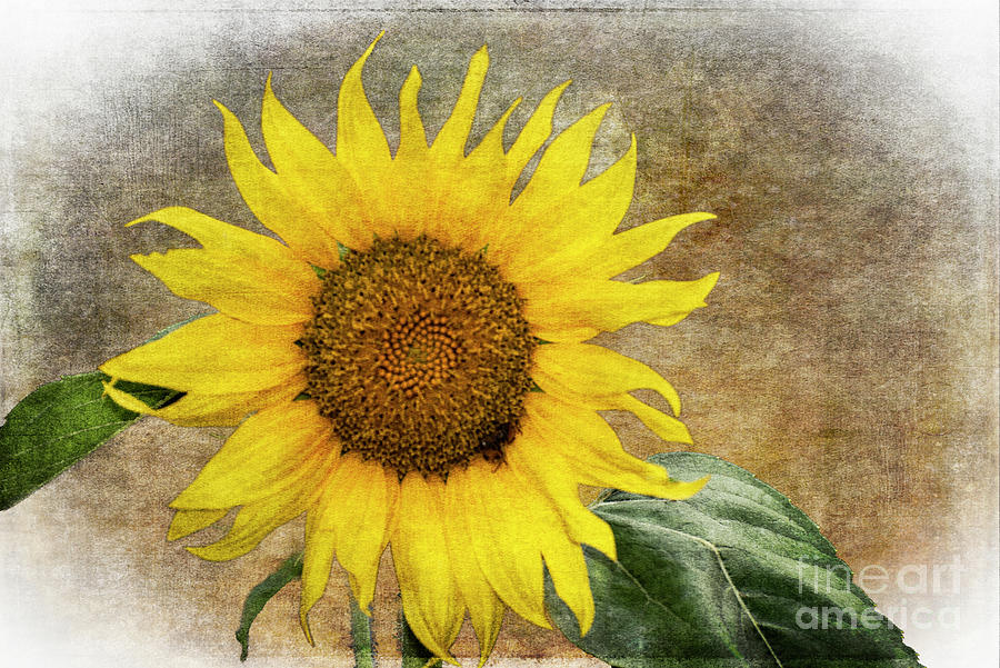 Sunflower-sunny Br Photograph by Judy Wolinsky
