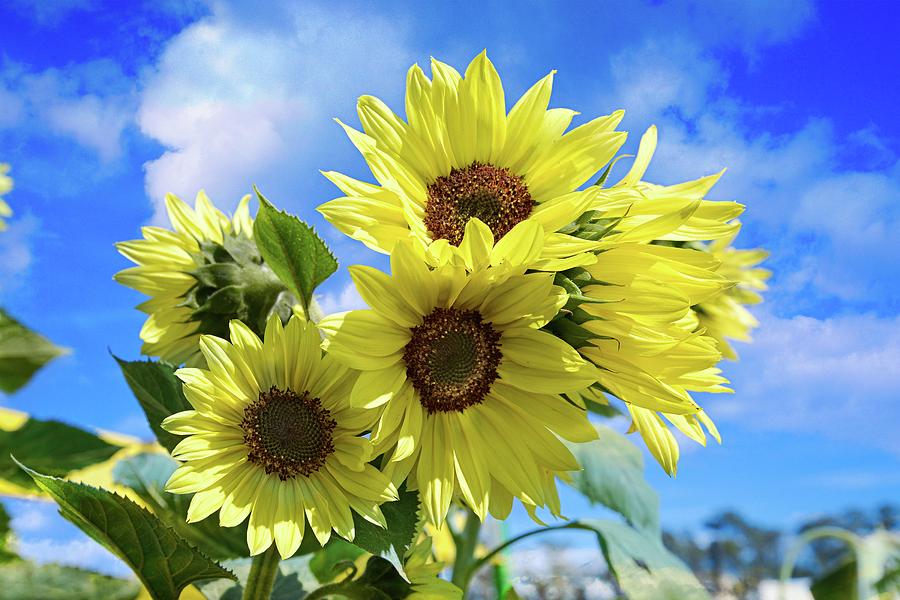 Sunny California Sunflowers Photograph by Lynn Bauer