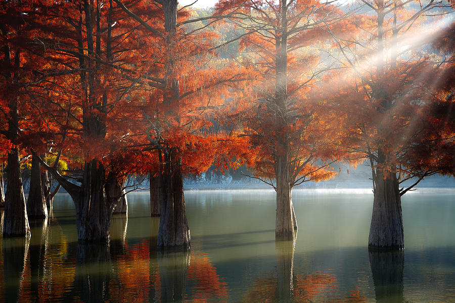 Sunny Cypress Trees Photograph by Dmitry Nesvetaylov
