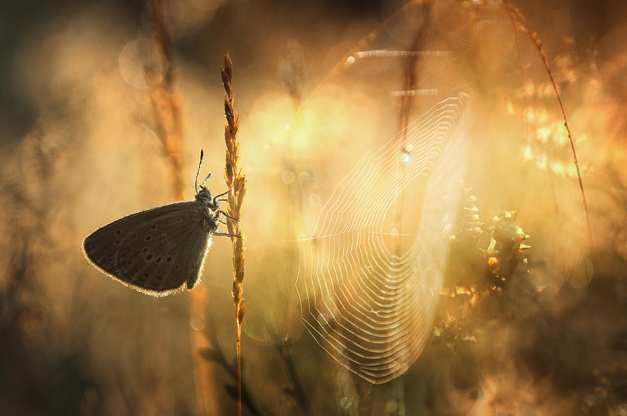 Butterfly Photograph - Sunny Day by Anton Van Dongen