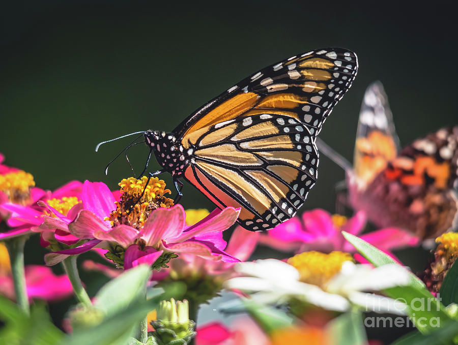 Sunny Day Monarch Photograph by Cheryl Baxter