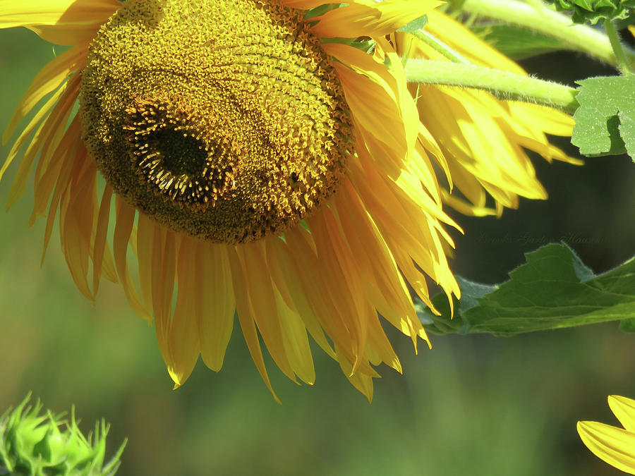 Sunny Day Sunflower - Floral Photography and Art - Sunflower Macro - Yellow Flowers Photograph by Brooks Garten Hauschild