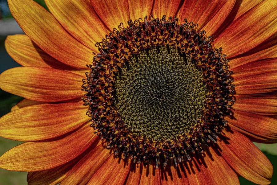 Sunflower Photograph - Sunny Delight by Linda Howes
