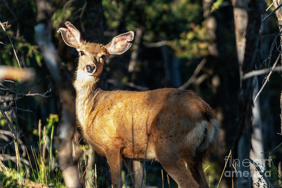 Sunny Doe In The Wilderness Photograph