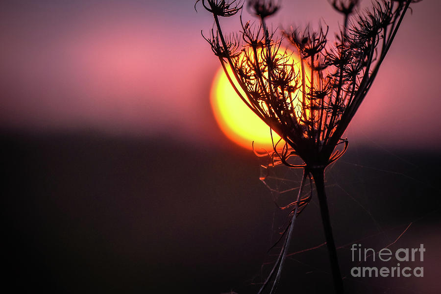 Sunset Photograph - Sunny drink  by Lyudmila Prokopenko