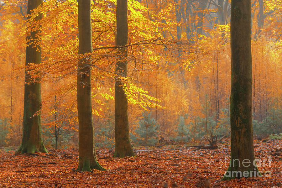 Sunny Forest During A Beautiful Foggy Photograph by Sjo