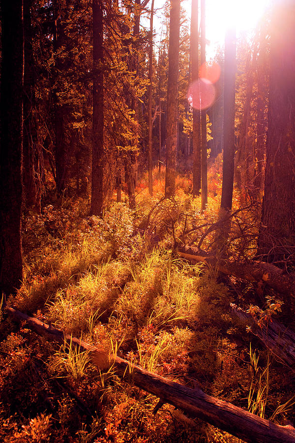 Sunny Forest Morning Photograph by Anna Gorin