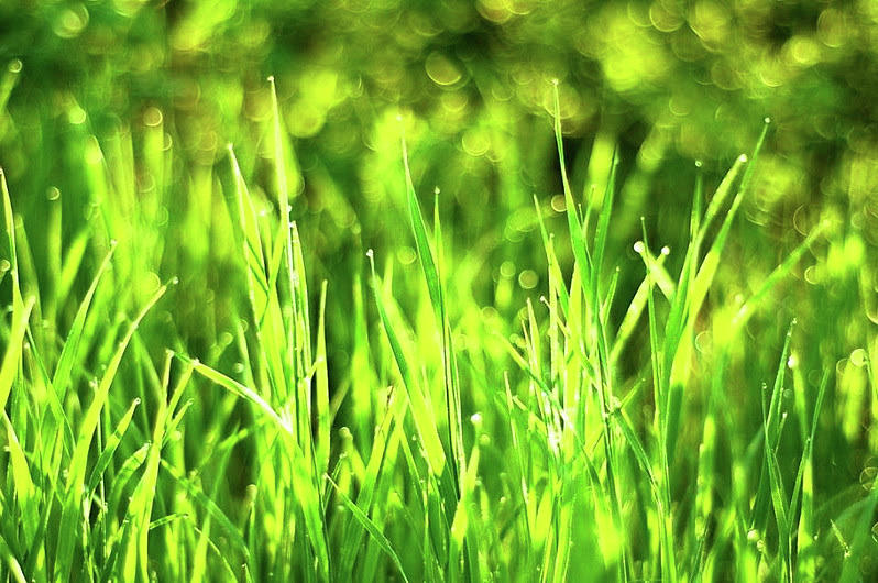 Sunny Grass Photograph by Angela Chapman | Fine Art America