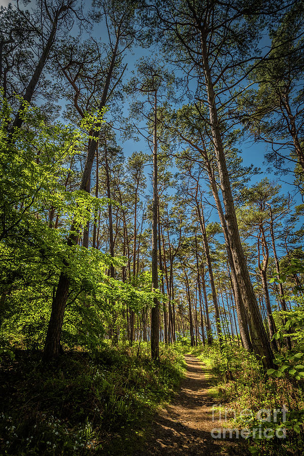 Tree Photograph - Sunny Hiking Trail by Eva Lechner
