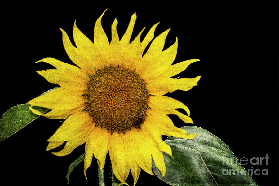 Sunflower-sunny Photograph