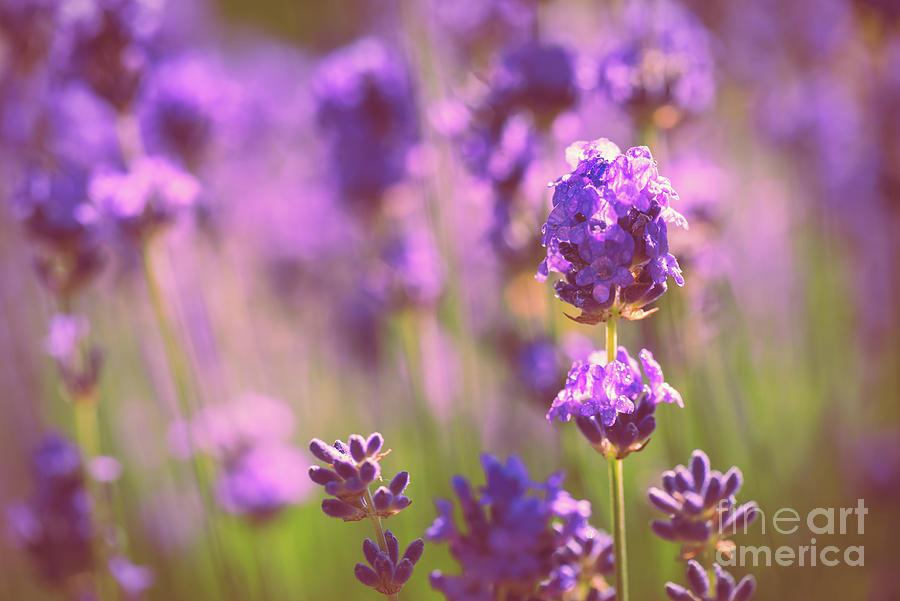 Flower Photograph - Sunny lavender by Delphimages Photo Creations